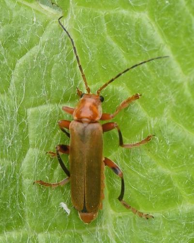 Réf. 227 694 : Cantharis livida